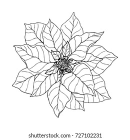 Ink, pencil, flower sketch.Transparent background. Hand drawn nature painting. Freehand sketching illustration. Isolated
