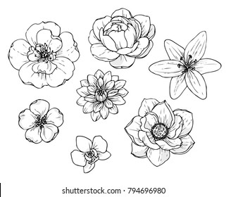 Ink, pencil flower sketch.Transparent background. Hand drawn nature painting. Freehand sketching illustration. 