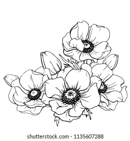 Ink, pencil,  the  flowers of Anemone isolate. Line art transparent background. Hand drawn nature painting. Freehand sketching illustration. 