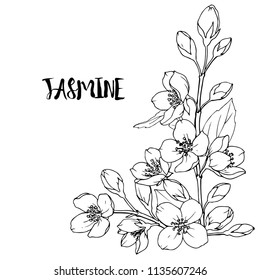How to Draw a Jasmine Flower Easily And Step by Step ! Tutorial - YouTube