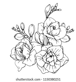 Ink, pencil,  the leaves and flowers of Anemone isolate. Line art transparent background. Hand drawn nature painting. Freehand sketching illustration. 