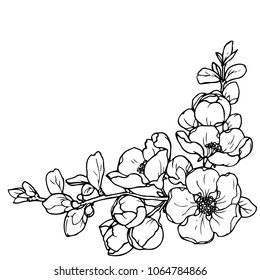 Ink, pencil,  the leaves and flowers of Apple blossoms isolate. Line art transparent background. Hand drawn nature painting. Freehand sketching illustration. 