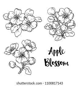 Ink, pencil,  the leaves and flowers of apple isolate. Line art transparent background. Hand drawn nature painting. Freehand sketching illustration. 