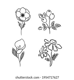 Ink, pencil, the leaves and flowers of apple isolated. Line art transparent background. Hand drawn nature painting. Freehand sketching illustration.