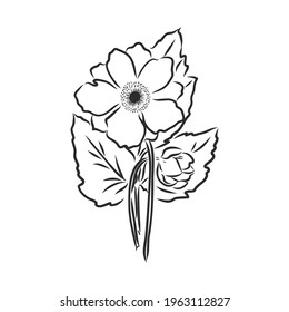 Ink, pencil, the leaves and flowers of apple isolated. Line art transparent background. Hand drawn nature painting. Freehand sketching illustration.
