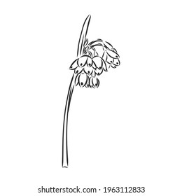 Ink, pencil, the leaves and flowers of apple isolated. Line art transparent background. Hand drawn nature painting. Freehand sketching illustration.