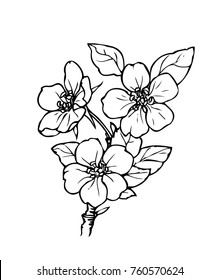 Ink, pencil,  the leaves and flowers of apple isolated. Line art transparent background. Hand drawn nature painting. Freehand sketching illustration. 