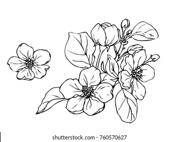 Ink, pencil,  the leaves and flowers of apple isolated. Line art transparent background. Hand drawn nature painting. Freehand sketching illustration. 