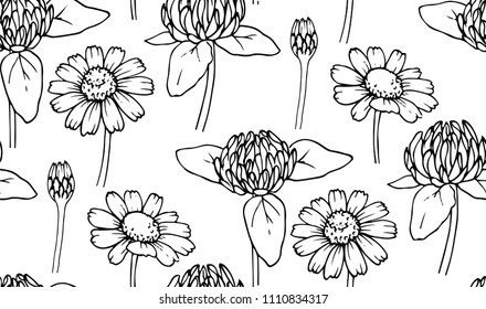 Ink, pencil,  the leaves and flowers of clover and daisy seamless  pattern. Line art transparent background. Hand drawn nature painting. Freehand sketching illustration. 