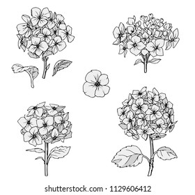 Ink, pencil,  the leaves and flowers of Hydrangea isolate. Line art transparent background. Hand drawn nature painting. Freehand sketching illustration. 