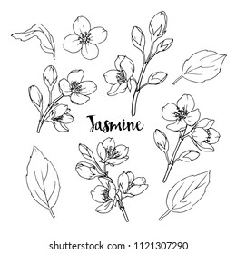 flower: Jasmine Flower Drawing Step By Step