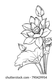 Ink, pencil,  the leaves and flowers of Lotus isolate. Line art transparent background. Hand drawn nature painting. Freehand sketching illustration. 