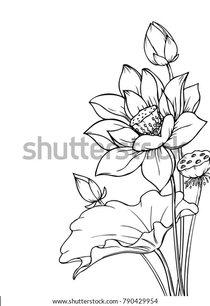 インク 鉛筆 ハスの葉と花 ラインアートの透明な背景 手描きの自然の絵 フリーハンドスケッチのイラスト のベクター画像素材 ロイヤリティフリー