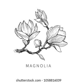 Ink, pencil, the leaves and flowers of Magnolia isolate. Line art transparent background. Hand drawn nature painting. Freehand sketching illustration.