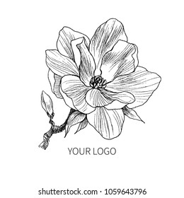 Ink, pencil, the leaves and flowers of Magnolia isolate. Line art transparent background. Hand drawn nature painting. Freehand sketching illustration.