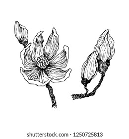 Ink, pencil, the leaves and flowers of Magnolia isolate. Line art transparent background. Hand drawn nature painting. Freehand sketching illustration.