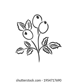 Ink, pencil, the leaves and flowers of Magnolia isolated. Line art transparent background. Hand drawn nature painting. Freehand sketching illustration.