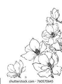Ink, pencil,  the leaves and flowers of Magnolia isolated. Line art transparent background. Hand drawn nature painting. Freehand sketching illustration. 
