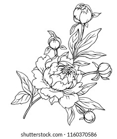 Ink Pencil Leaves Flowers Peonies Isolate Stock Vector (Royalty Free ...