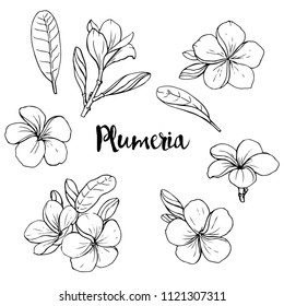 plumeria flower clip art