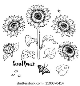 Ink, pencil,  the leaves and flowers of sunflower isolate. Line art transparent background. Hand drawn nature painting. Freehand sketching illustration. 