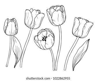 Ink, pencil,  the leaves and flowers of Tulip isolate. Line art transparent background. Hand drawn nature painting. Freehand sketching illustration. 