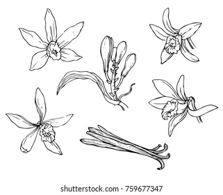 Encre, crayon, feuilles et fleurs de vanille isoler. Arrière-plan transparent. Peinture naturelle dessinée à la main. Illustration à croquis à main levée. 