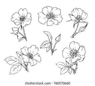 Ink, Pencil,  The Leaves And Flowers Of Wild Rose Isolate. Line Art Transparent Background. Hand Drawn Nature Painting. Freehand Sketching Illustration. 