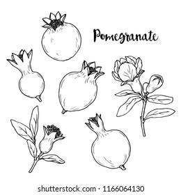 Ink, pencil,  the leaves and fruits of pomegranate isolate. Line art transparent background. Hand drawn nature painting. Freehand sketching illustration. 