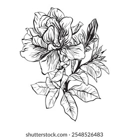 Ink, pencil, magnolia leaves and flowers isolate. Transparent line art background. Hand drawn nature picture.