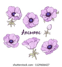 Ink, pencil, vector Anemone sketch. Line art background. Hand drawn nature painting. Freehand sketching illustration.Transparent background.