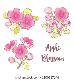 Ink, pencil, vector apple sketch. Line art background. Hand drawn nature painting. Freehand sketching illustration. Ink wash painting