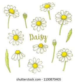 Ink, pencil, vector Daisy sketch. Line art background. Hand drawn nature painting. Freehand sketching illustration. Ink wash painting