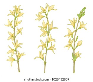 Ink, pencil, vector forsythia branches sketch. Line art background. Hand drawn nature painting. Freehand sketching illustration. Ink wash painting