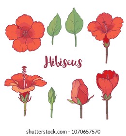 Ink, pencil, vector hibiscus sketch. Line art background. Hand drawn nature painting. Freehand sketching illustration. Ink wash painting