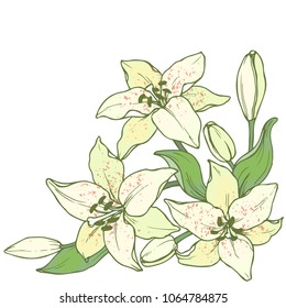 Ink, pencil, vector Lily sketch. Line art background. Hand drawn nature painting. Freehand sketching illustration. Ink wash painting