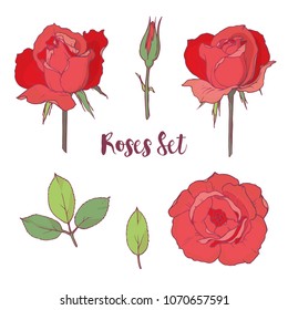 Ink, pencil, vector rose sketch. Line art background. Hand drawn nature painting. Freehand sketching illustration. Ink wash painting
