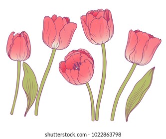 Ink, pencil, vector Tulip sketch. Line art background. Hand drawn nature painting. Freehand sketching illustration. Ink wash painting