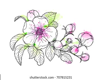 Ink, pencil, watercolor flower sketch. Line art background. Hand drawn nature painting. Freehand sketching illustration. Ink wash painting