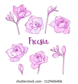 Ink, pencil, watercolor freesia sketch. Line art background. Hand drawn nature painting. Freehand sketching illustration. Ink wash painting