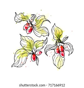 Ink, pencil, watercolor  the fruits ,the leaves and branches of dogwood isolate. Line art transparent background. Hand drawn nature painting. Freehand sketching illustration. 