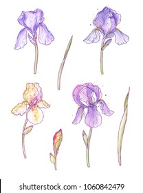 Ink, pencil, watercolor iris flowers sketch. Line art background. Hand drawn nature painting. Freehand sketching illustration. Ink wash painting