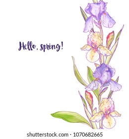 Ink, pencil, watercolor iris flowers sketch. Line art background. Hand drawn nature painting. Freehand sketching illustration. Ink wash painting