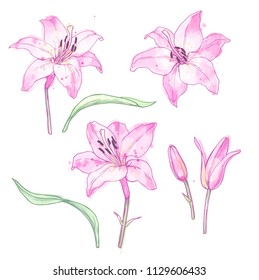 Ink, pencil, watercolor Lily sketch. Line art background. Hand drawn nature painting. Freehand sketching illustration. Ink wash painting