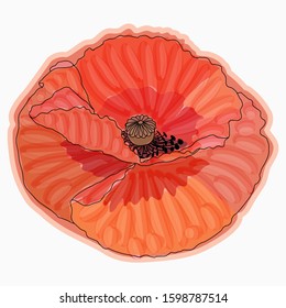 Ink, pencil, watercolor poppy flower sketch. Line art background. Hand drawn nature painting.