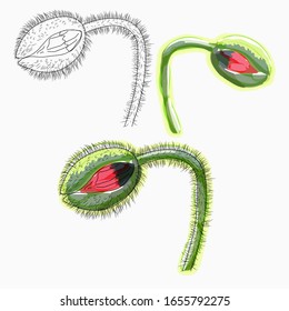 Ink, pencil, watercolor poppy flower sketch. Line art background. Hand drawn nature painting. Freehand sketching illustration.