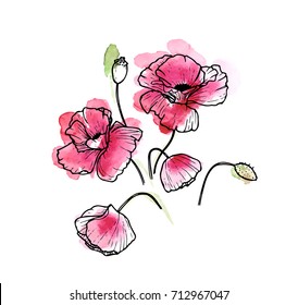 Ink, pencil, watercolor poppy flower sketch. Line art background. Hand drawn nature painting. Freehand sketching illustration. Ink wash painting