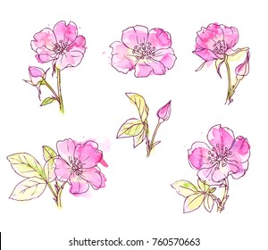 Ink, pencil, watercolor wild rose sketch. Line art background. Hand drawn nature painting. Freehand sketching illustration. Ink wash painting