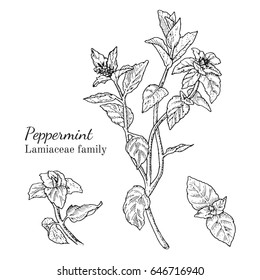 Ink peppermint herbal illustration. Hand drawn botanical sketch style. Absolutely vector. Good for using in packaging - tea, condinent, oil etc - and other applications