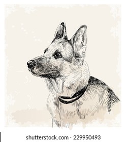 ink portrait of the german shepherd dog